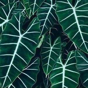 Meet your Posher, Kenzie